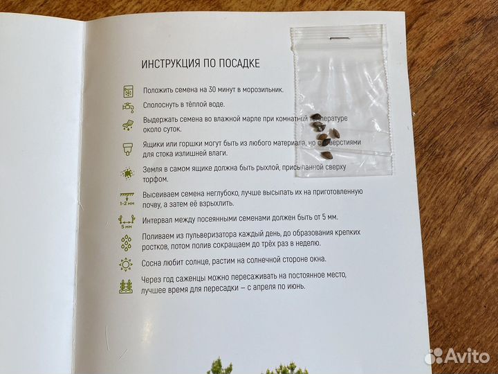 Семена хвойного дерева сосны елки от гринвей