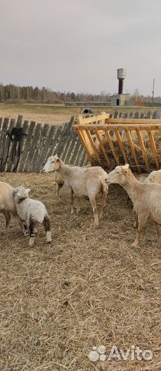 Продам овец