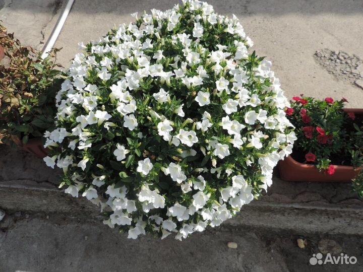 Сурфиния табл вайт