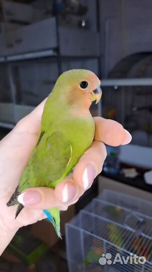 Неразлучник попугай