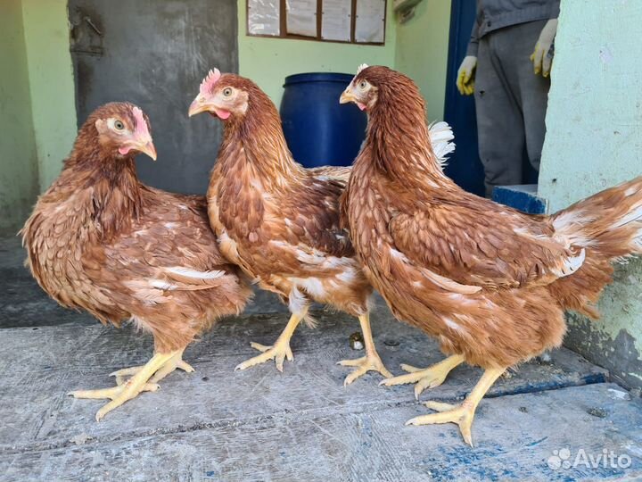 Куры молодки опт и розница