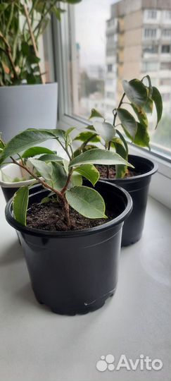 Фикус бенджамина