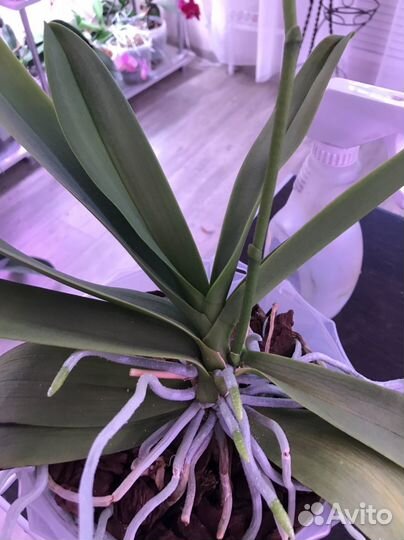 Орхидея Chiang Sapphire