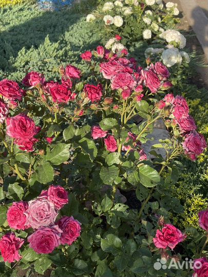 Лепестки роз