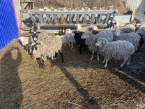 Продам овец с ягнятами и отдельно ягнята