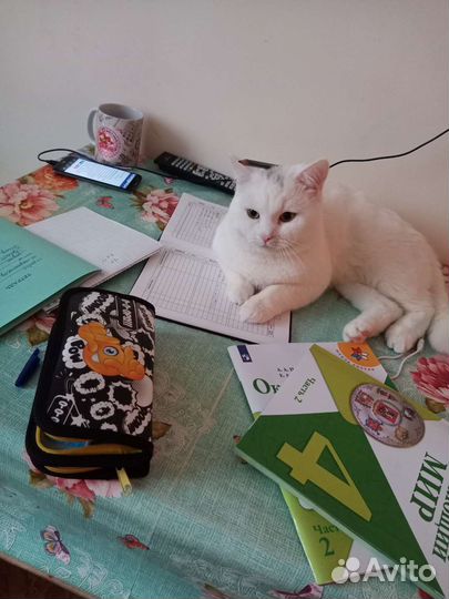 Коты в хорошие руки
