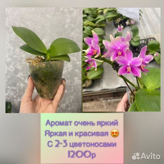 Орхидеи фаленопсис,ванды, дикие,дендробиумы и т.д