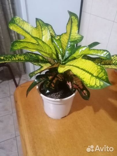 Кодиеум кротон