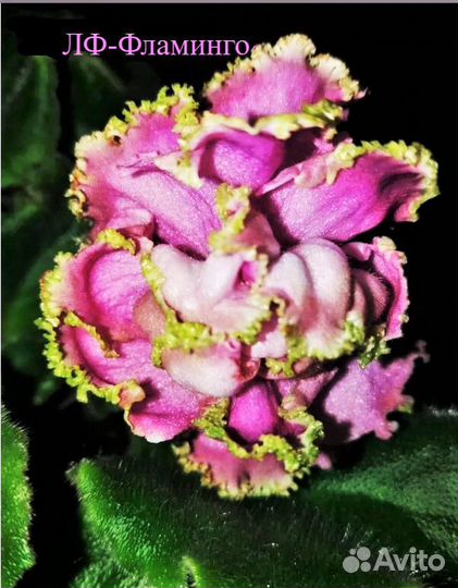 Фиалки, листы прижившиеся, разные сорта