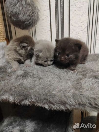 Шотландская