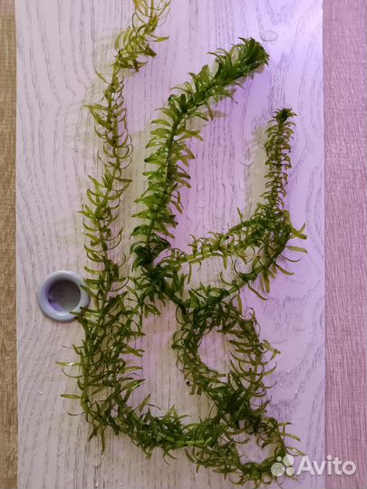 Живые аквариумные растения