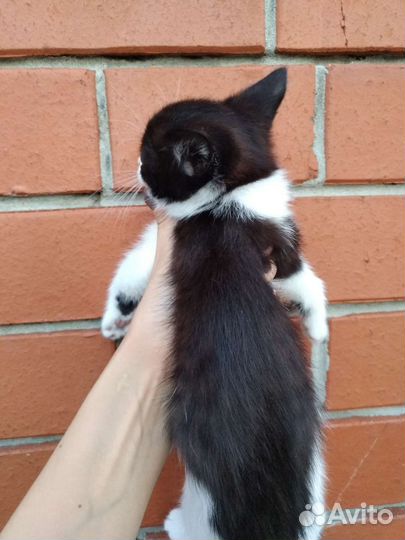 Котенок девочка 2 мес, черно-белая