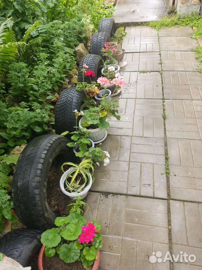 Комнатные цветы коллекция