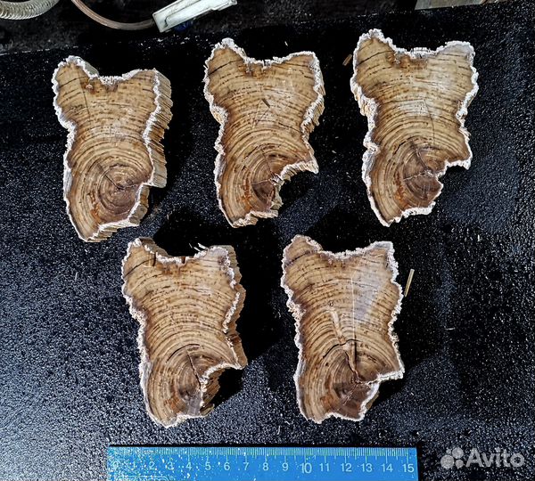 Дерево окаменелое