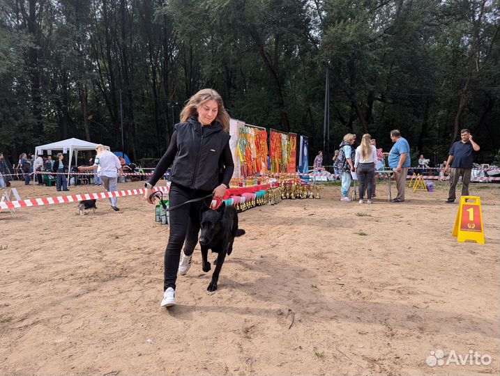 Вязка кобель