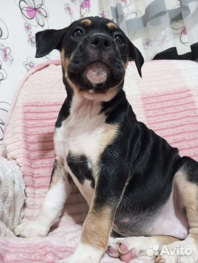 Щенки стаффорда