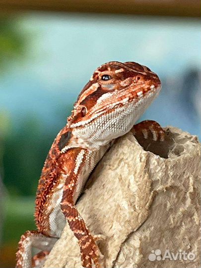 Агама Ред (agama red)