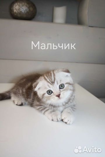 Шотландские вислоухие котята