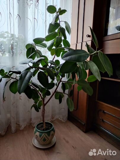 Фикус. Панданус