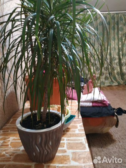 Комнатные цветы