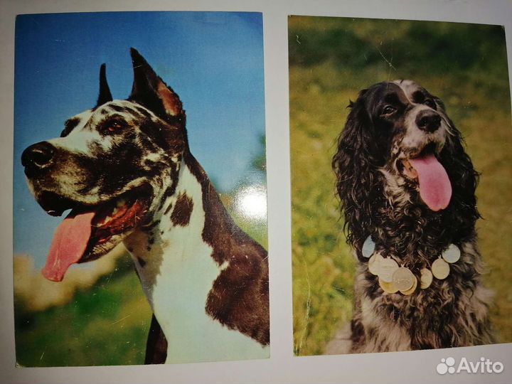 Открытки СССР собаки