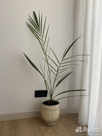 Пальма финиковая