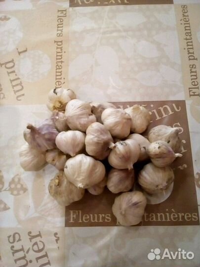 Яровой чеснок