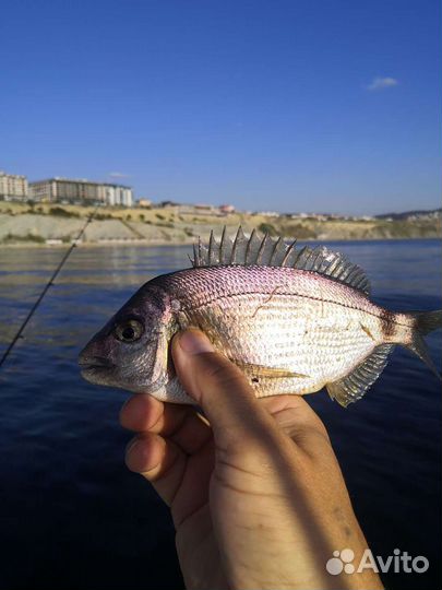 Морская рыбалка, прогулка в Анапе