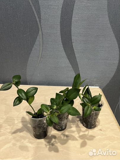 Фикус панда