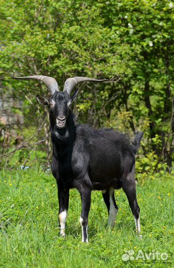 Козочки заано-альпийские