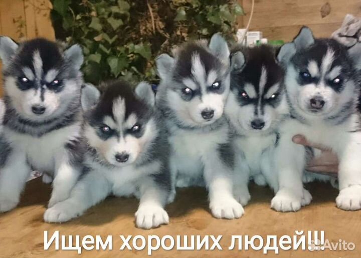 Щенки хаски