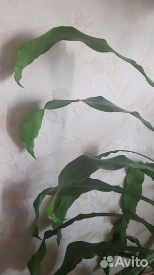 Пальма Драцена