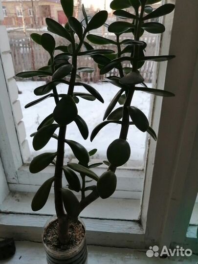 Толстянка денежное дерево