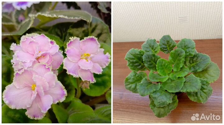 Узамбарские фиалки (сенполии), стартёры