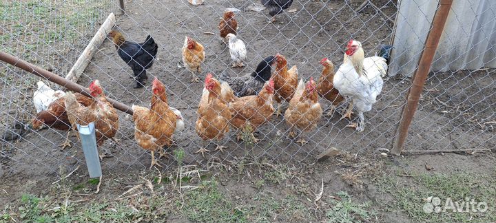 Куры несушки домашние продам