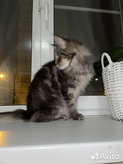 Мейн кун кошка