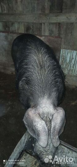 Свиноматка. Хряк