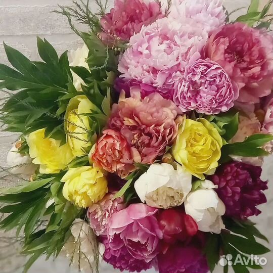 Пионы корни