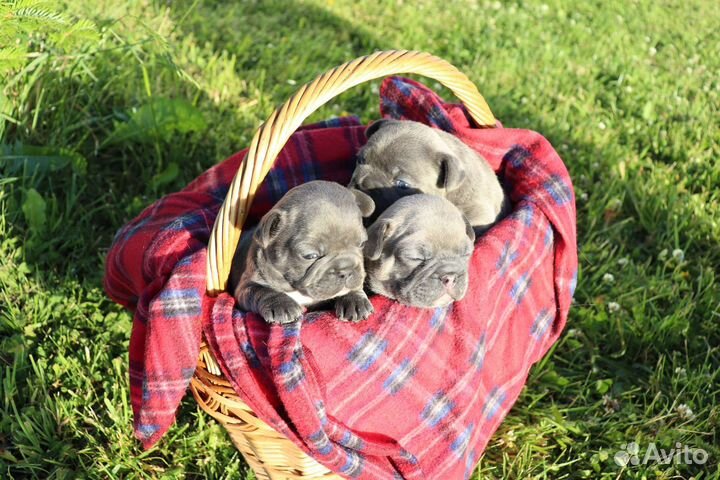 Щенки французского бульдога