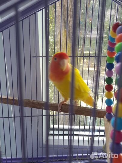 Попугай неразлучник с клеткой