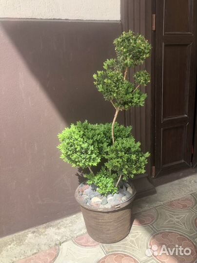 Самшит бонсай