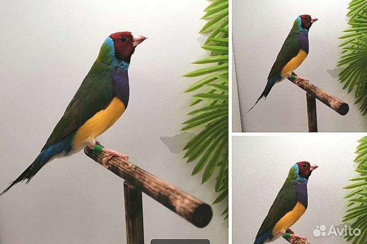 Амадины гульда