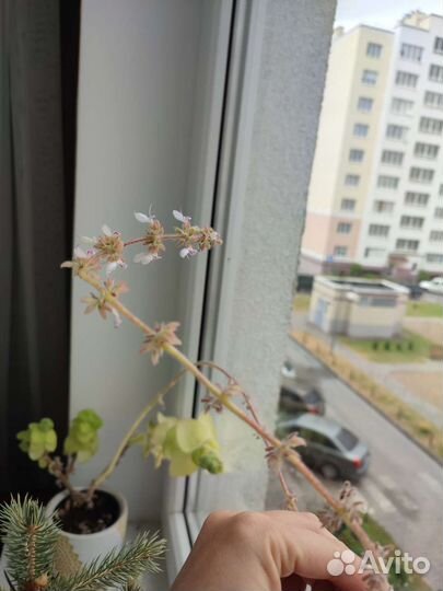 Домашняя лимонная мята