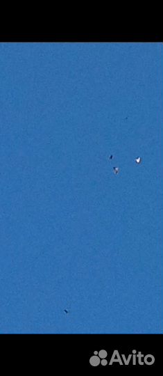 Продам голубей