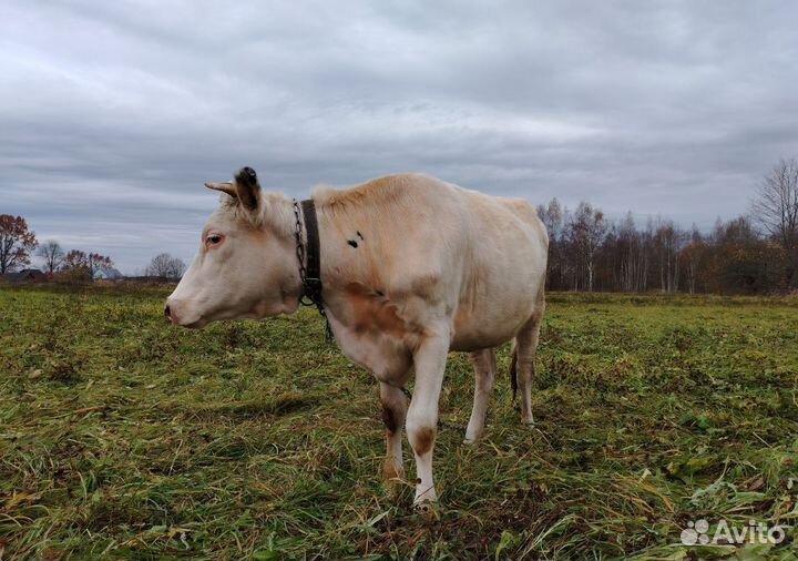 Продаётся тёлка