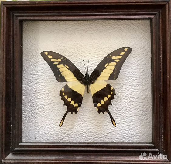 Бабочка парусник Тоас. Перу