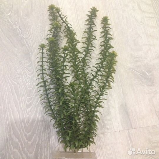 Растение в аквариум