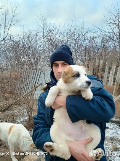 В продаже 2девочки сао рождены 6октября