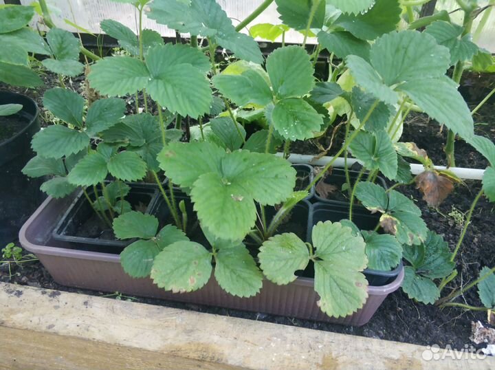 Клубника саженцы