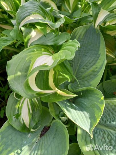 Расстения для сада